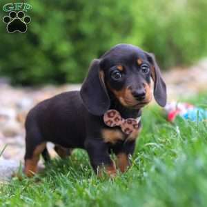 Bryce, Dachshund Puppy